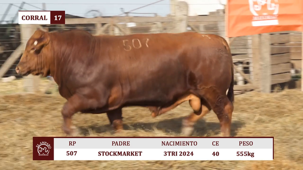 Lote Toros BRANGUS ULTRA RED EL AMPARO