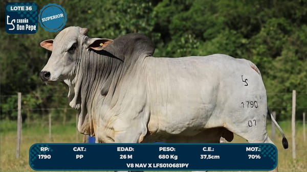 Lote LOTE 36