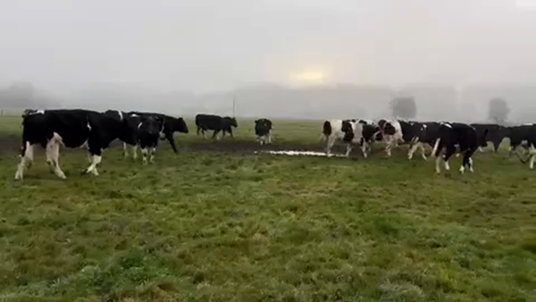 Lote 45 Novillo Gordo en Fresia, X Región Los Lagos