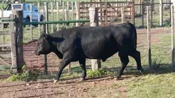 Lote TOROS SA
