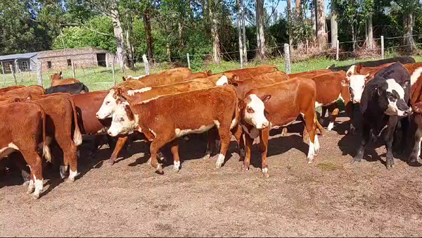 Lote 67 Terneros/as