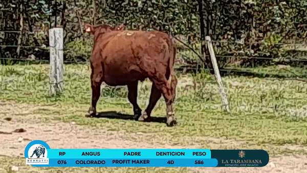 Lote Toros Angus 586kg - , Rocha