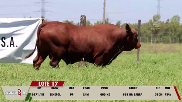Lote LOTE 17