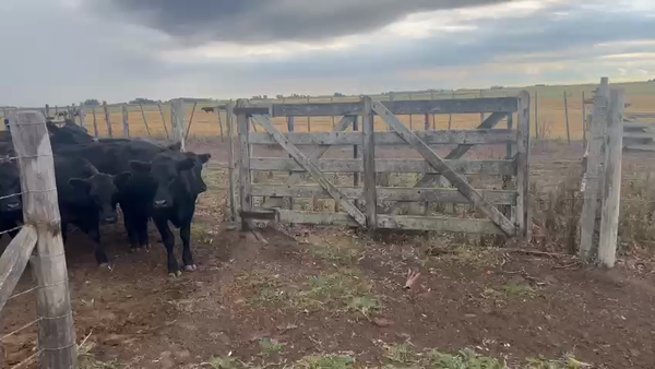 Lote 55 Novillitos en Chascomús, Buenos Aires