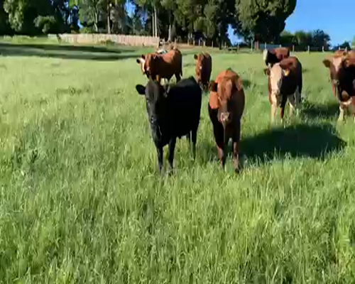 Lote 20 Novillo Engorda en Purranque, X Región Los Lagos