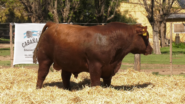 Lote TOROS PUROS CONTROLADOS