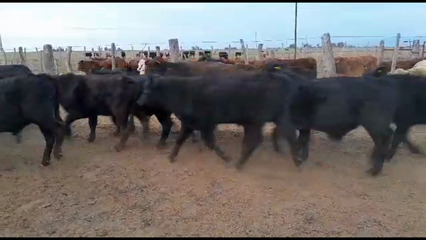 Lote 14 Terneros Brangus en Gdor. Crespo, Santa Fe