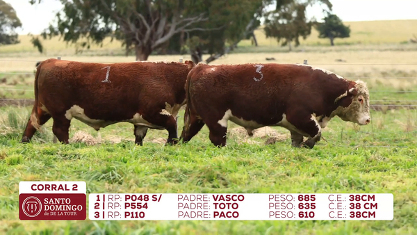 Lote Toros de Lote