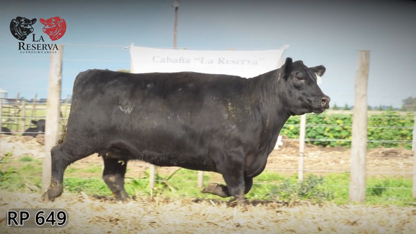 Lote Vaquillonas preñadas