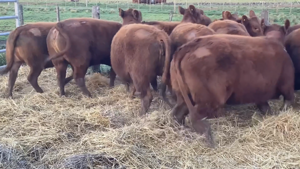 Lote VAQ PC preñadas