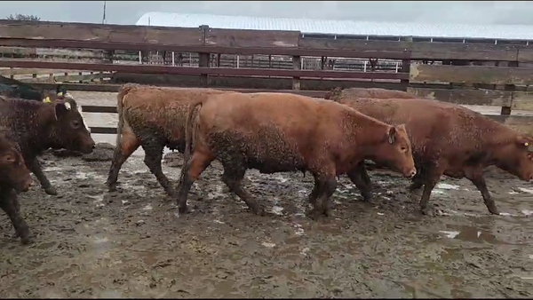 Lote 25 Vaquilla Gorda en Los Ángeles, VIII Región Biobío