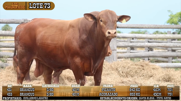 Lote LOTE 73 - VIVO