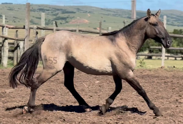 Lote ELEGANTE DEL CEIBAL