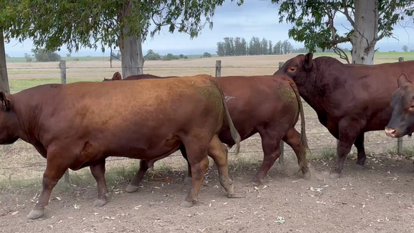Lote 4 Toros SA en Fray Marcos, Florida