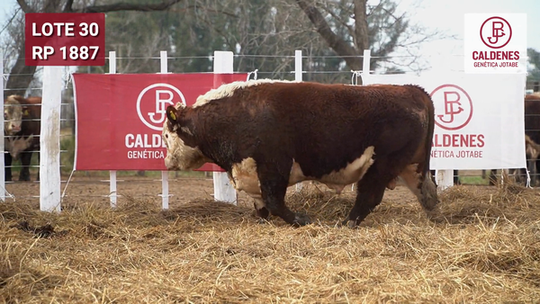 Lote Toro PR