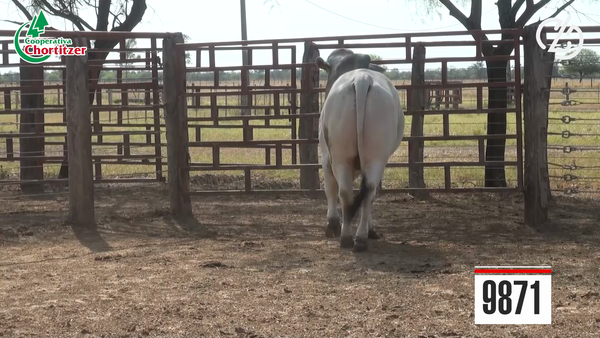 Lote Brahman