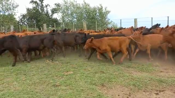 Lote 70 Terneros en Buenos Aires, Guaminí