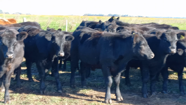 Lote 40 Novillitos en Pirovano, Buenos Aires