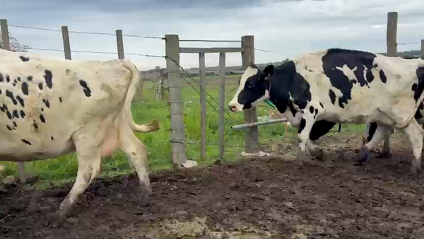 Lote 6 Vaca, San José