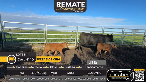 Lote 40 Piezas de cría en Otra Localidad, Colonia
