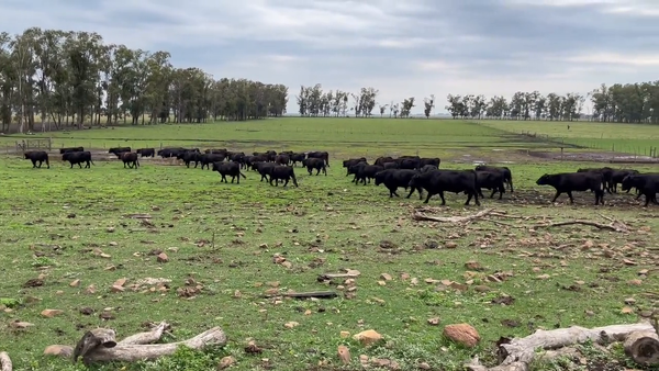 Lote Toros