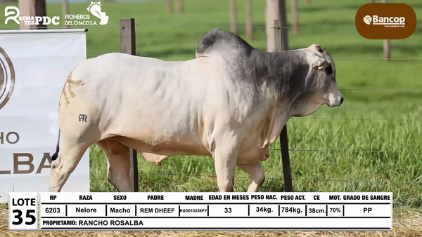 Lote Lote 35