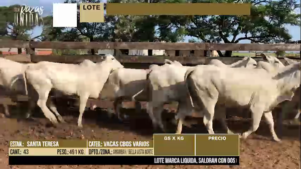 Lote LOTE 49 - 43 VACAS PREÑADAS CBO VARIOS