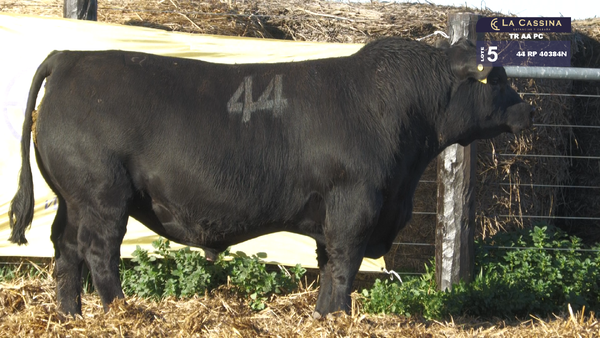 44 40384N — TOROS ANGUS PURO CONTROLADO