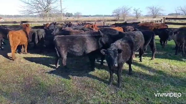 Lote 68 Terneros/as en Brandsen, Buenos Aires