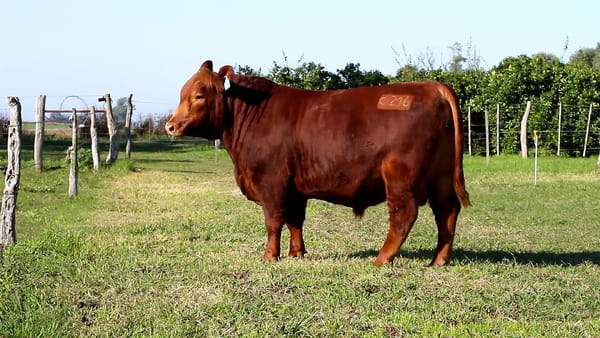 Lote CABAÑA COEMBOTÁ: RP 216