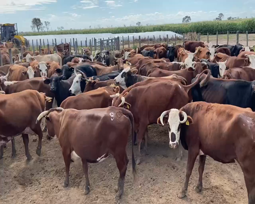 Lote 80 Vacas de invernar en Bandera, Santiago del Estero