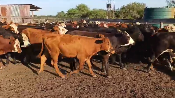 Lote 80 Novillitos en Entre Ríos, San Salvador