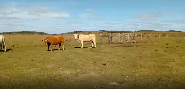 Lote 27 Novillos en Florida