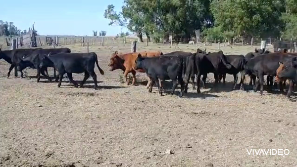 Lote 160 Terneras en Chascomús, Buenos Aires