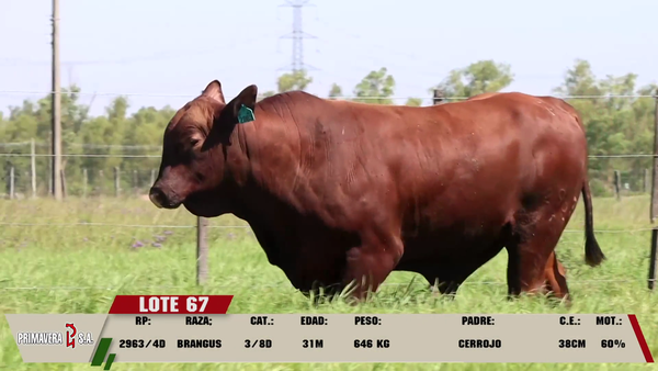 Lote LOTE 67