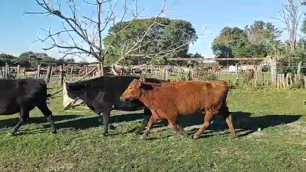 Lote 49 Vacas nuevas C/ gtia de preñez en Corrientes, Perugorría