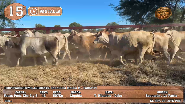 Lote LOTE 15 - POR PANTALLA