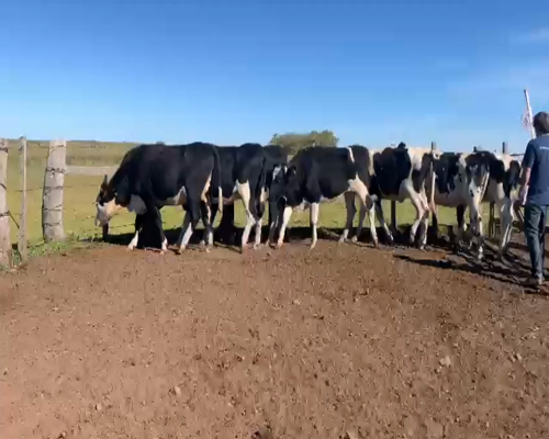 Lote VAQUILLONAS PREÑADAS