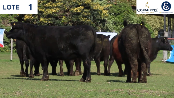 Lote CABAÑA COEMBOTÁ: 10 vaquillas MAS preñadas