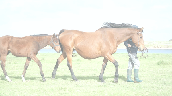 Lote DOÑA COPADA (EMPEROR RICHARD -  DOÑA COBRA) Vacia Normal C/CRIA AL PIE