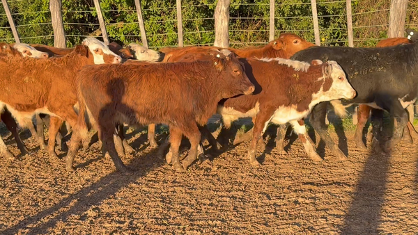 Lote 80 Terneros/as