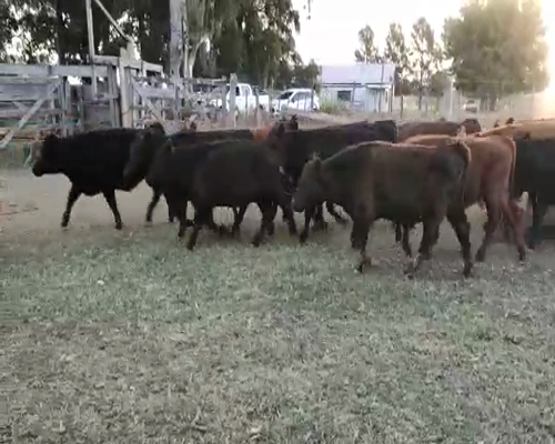 Lote 63 Terneros en Brandsen, Buenos Aires