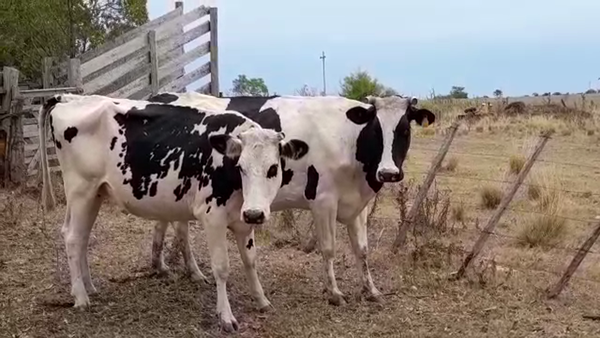 Lote (Vendido)2 Industria 550kg -  en COLONIA QUEVEDO