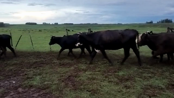 Lote 35 Vientres Preñados en Rivera