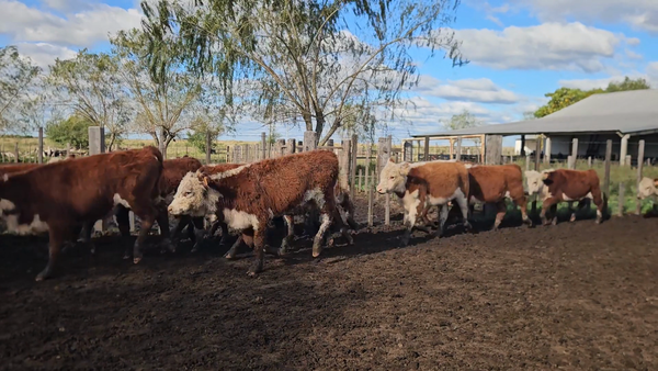 Lote 99 Terneros/as