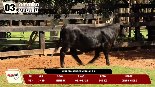 Lote LOTE 3 -DE JUNIOR