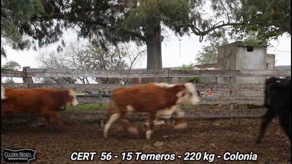 Lote 15 Terneros en Colonia