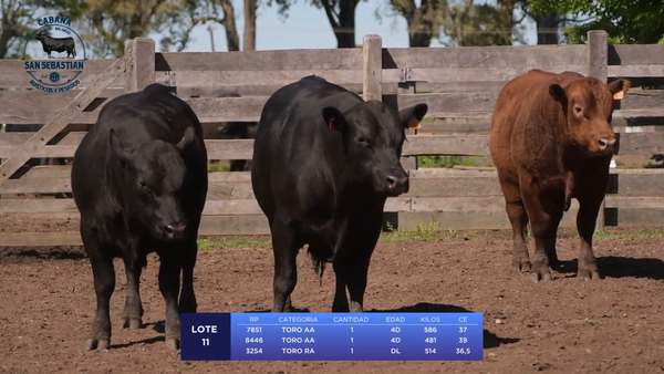 Lote Lote 11 - San Sebastian