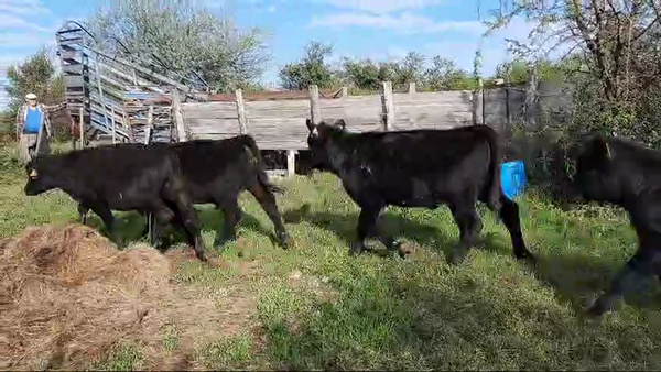 Lote (Vendido)6 Terneros Angus 175kg -  en Paraje Juan Gonzales