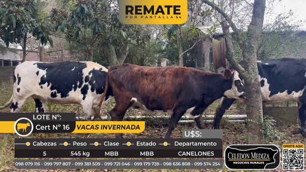 Lote 5 Vacas de Invernada en  Las Brujas, Canelones